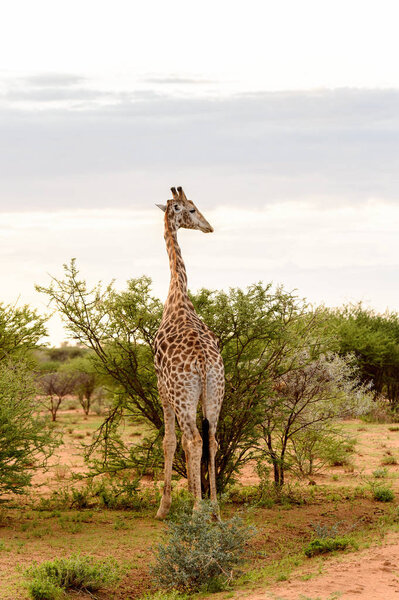 Giraffe eats in the Erindi Private Game Reserve, Namibia