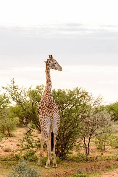 Giraffe Eats Erindi Private Game Reserve Namibia — Stock Photo, Image