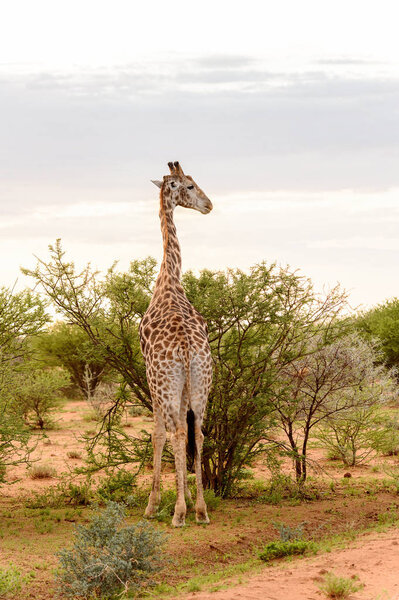 Giraffe eats in the Erindi Private Game Reserve, Namibia