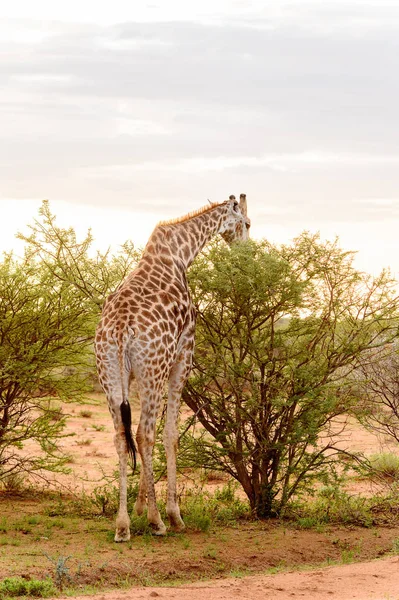 Jirafa Come Reserva Caza Privada Erindi Namibia — Foto de Stock