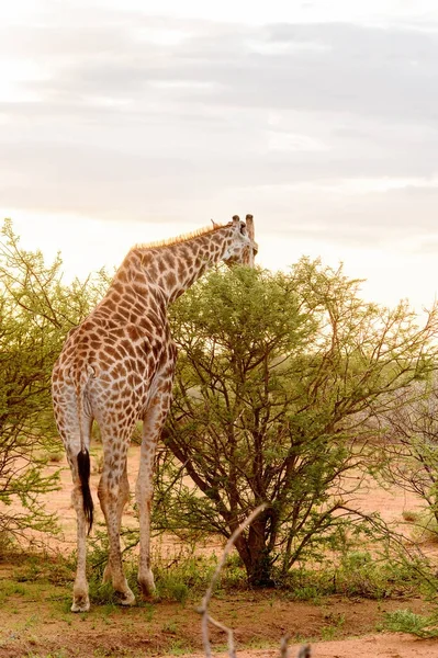 Girafe Mange Dans Réserve Chasse Privée Erindi Namibie — Photo