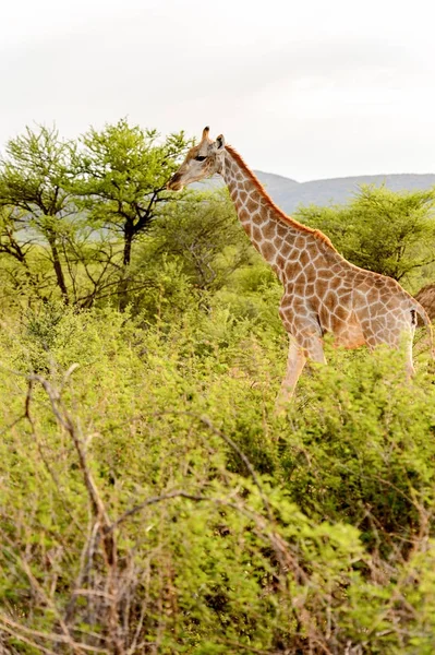 Girafe Dans Réserve Chasse Privée Erindi Namibie — Photo