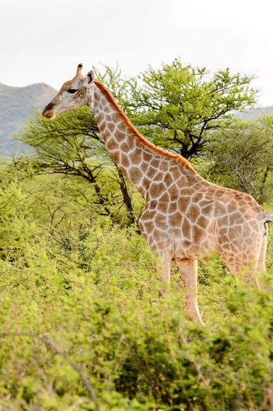 Giraffe Erindi Private Game Reserve Namibia — Stock Photo, Image