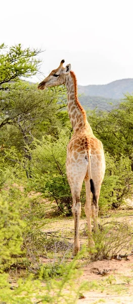 Girafe Dans Réserve Chasse Privée Erindi Namibie — Photo