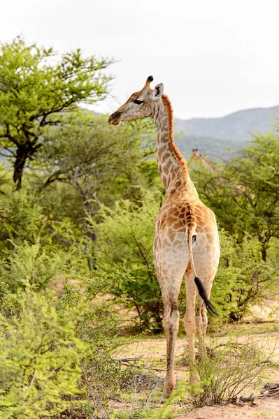 Giraffa Nella Riserva Caccia Privata Erindi Namibia — Foto Stock