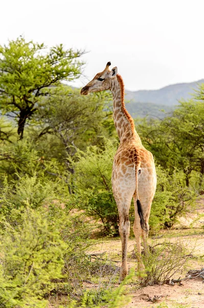 Giraffa Nella Riserva Caccia Privata Erindi Namibia — Foto Stock