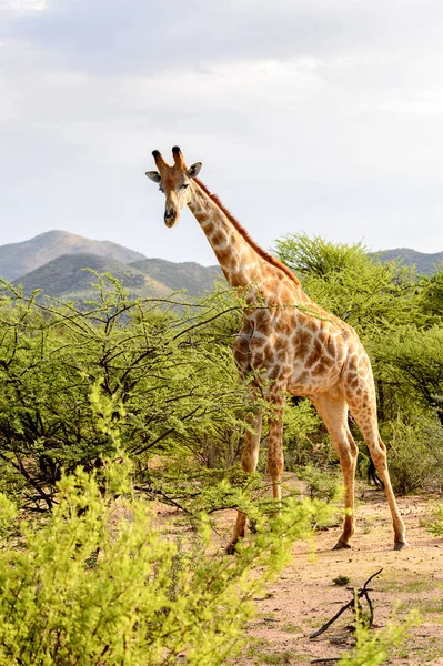 Żyrafa Prywatnym Rezerwacie Gier Erindi Namibia — Zdjęcie stockowe