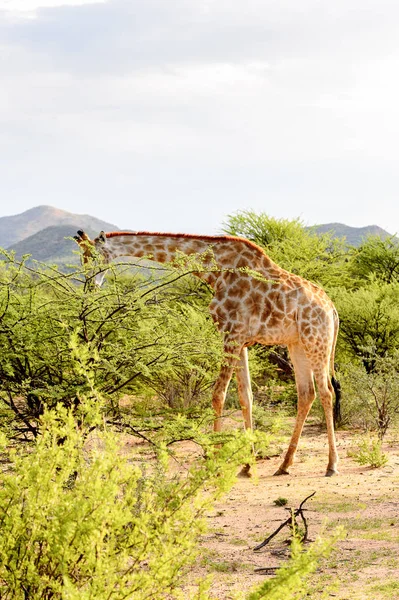 Girafe Dans Réserve Chasse Privée Erindi Namibie — Photo
