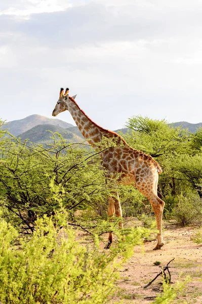 Girafe Dans Réserve Chasse Privée Erindi Namibie — Photo