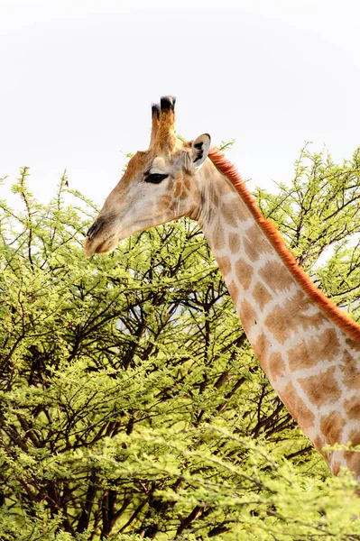 Giraffe in the Erindi Private Game Reserve, Namibia