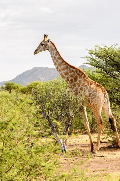 Jirafa Reserva Caza Privada Erindi Namibia — Foto de Stock