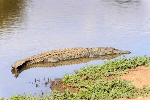 Crocodile Nageant Dans Eau — Photo