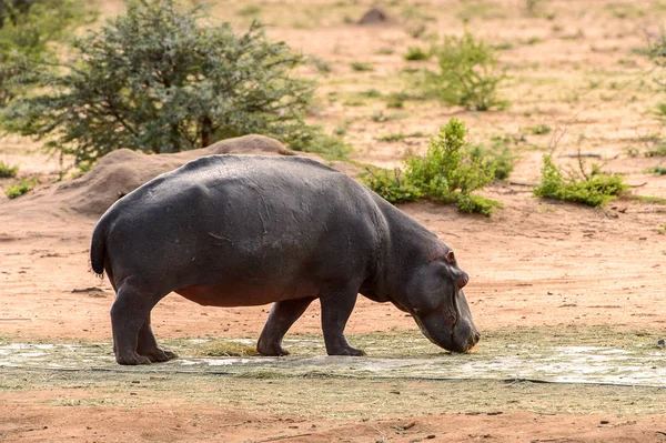 Hippo Spacery Pobliżu Rzeki — Zdjęcie stockowe