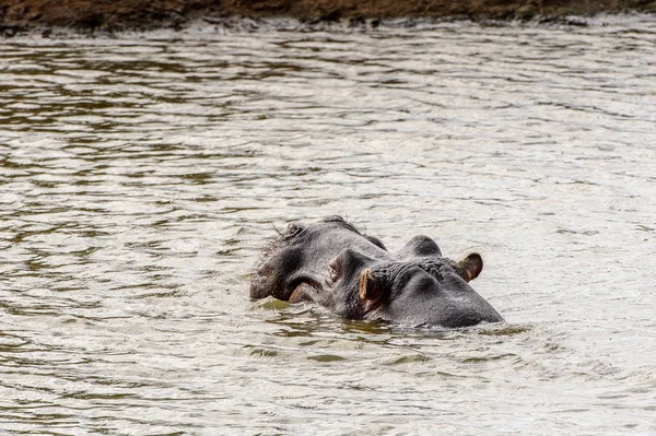 Hippo Walks River — Stock Photo, Image