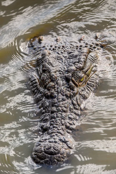 Cabeça Crocodilo Nadando Água — Fotografia de Stock