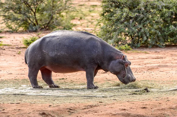 Hippo Walks River — Stock Photo, Image