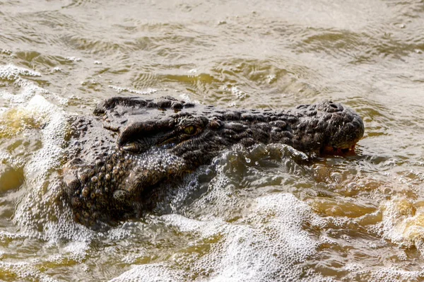 Tête Crocodile Nageant Dans Eau — Photo