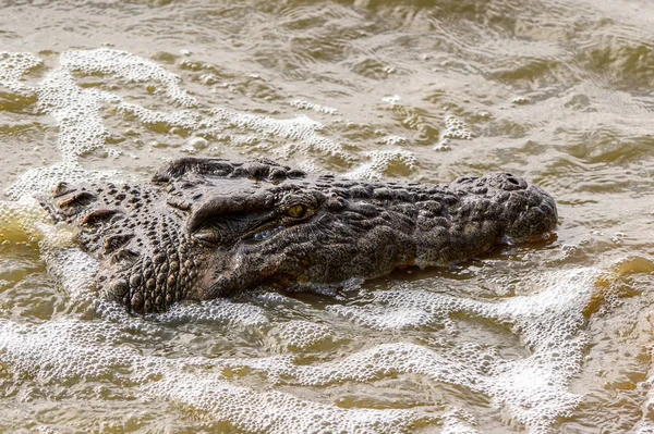 Cabeça Crocodilo Nadando Água — Fotografia de Stock