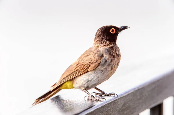 Uccellino Nella Riserva Caccia Privata Erindi Namibia — Foto Stock