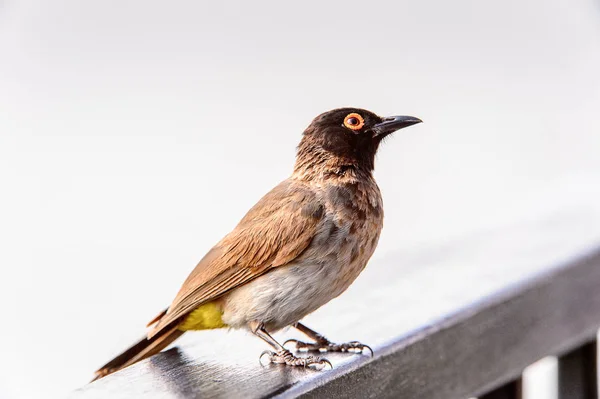 Uccellino Nella Riserva Caccia Privata Erindi Namibia — Foto Stock