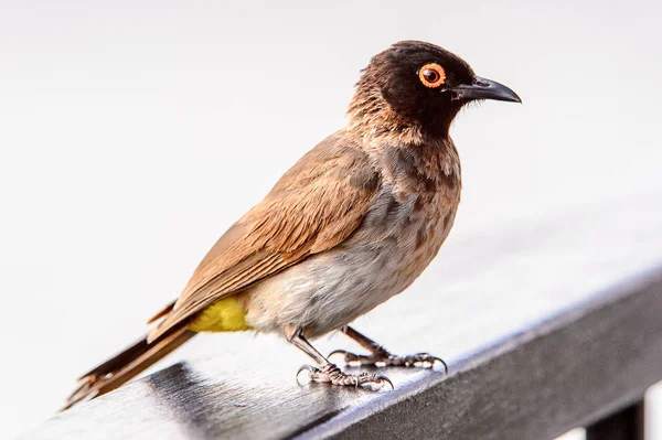 Uccellino Nella Riserva Caccia Privata Erindi Namibia — Foto Stock