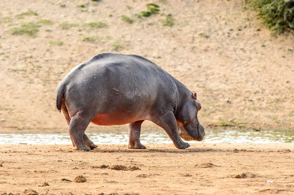 Hippo Walks River — Stock Photo, Image