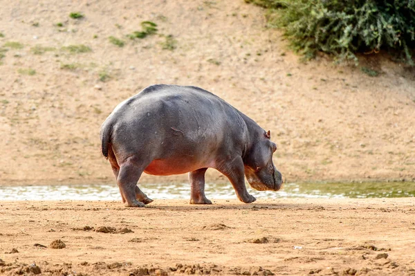 Víziló Séta Folyó Közelében — Stock Fotó