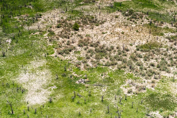 Delta Del Okavango Okavango Grassland Una Las Siete Maravillas Naturales — Foto de Stock