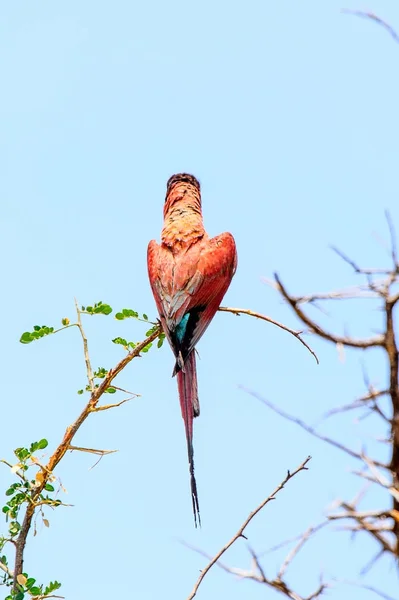 Bird Moremi Game Reserve Okavango River Delta National Park Botswana — Stock Photo, Image