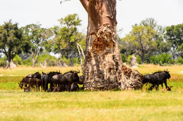 Antelope Gnu Flok Moremi Spil Reserve Okavango River Delta National - Stock-foto