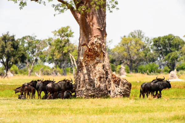 Antelope Gnu Flock Rezerwacie Gier Moremi Okavango River Delta Park — Zdjęcie stockowe