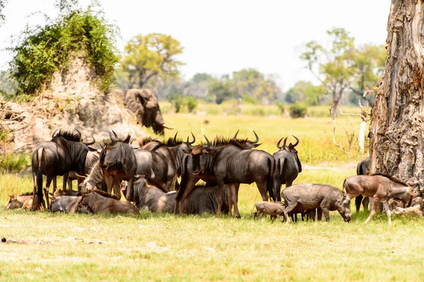 Troupeau Antilopes Gnu Dans Réserve Chasse Moremi Delta Rivière Okavango — Photo