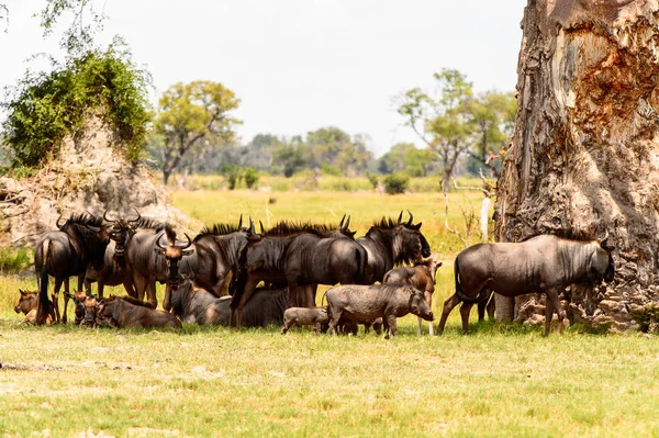 Antilopa Gnu Moremi Game Rezervaci Okavango River Delta Národní Park — Stock fotografie