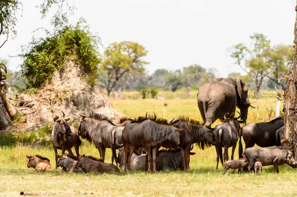 Antelope Gnu Gregge Nella Riserva Moremi Delta Del Fiume Okavango — Foto Stock