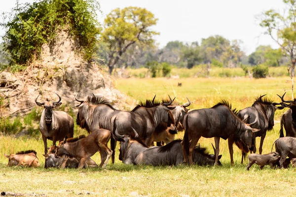 Antilopa Gnu Moremi Game Rezervaci Okavango River Delta Národní Park — Stock fotografie