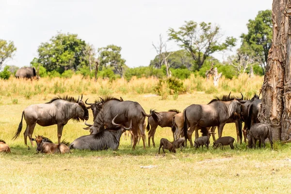 Troupeau Antilopes Gnu Dans Réserve Chasse Moremi Delta Rivière Okavango — Photo