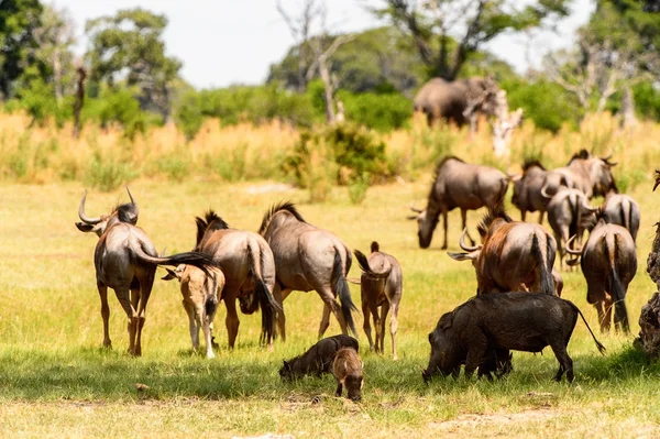 Antelope Gnu Flock Rezerwacie Gier Moremi Okavango River Delta Park — Zdjęcie stockowe