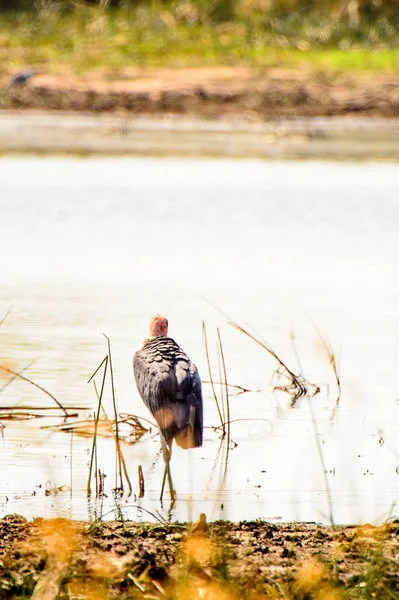 Marabou Stork Vid Moremi Viltreservat Okavango River Delta Nationalpark Botswana — Stockfoto