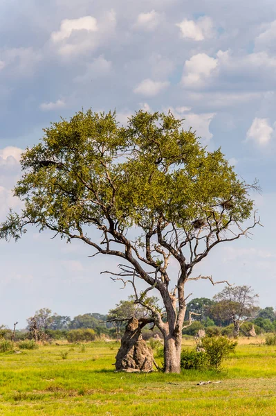 Drzewo Delcie Okavango Okavango Grassland Jeden Siedmiu Cudów Natury Afryce — Zdjęcie stockowe