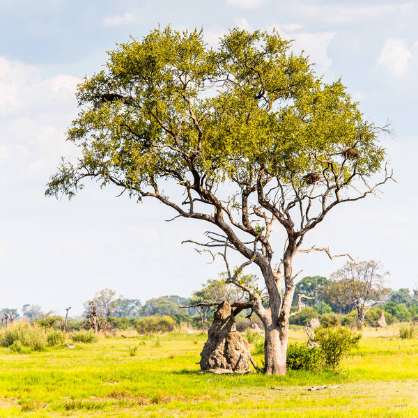 Tree at the Okavango Delta (Okavango Grassland), One of the Seven Natural Wonders of Africa, Botswana