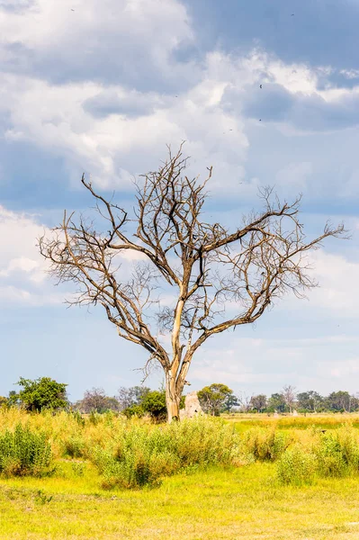 Okavango Deltası'ndaki Ağaç (Okavango Çayırı), Afrika'nın Yedi Doğa Harikasından Biri, Botsvana