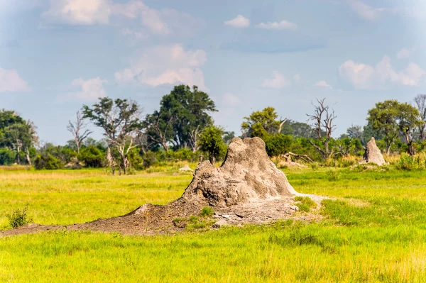 Пейзаж Дельты Окаванго Okavango Grassland Одно Семи Природных Чудес Африки — стоковое фото