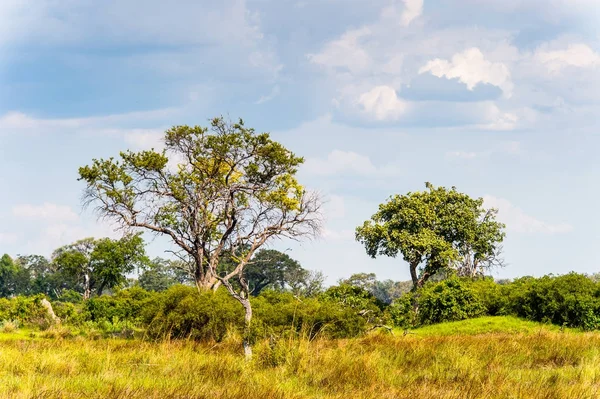 アフリカの七つの自然の一つ ボツワナのオカバンゴ デルタ オカバンゴ グラスランド の風景 — ストック写真