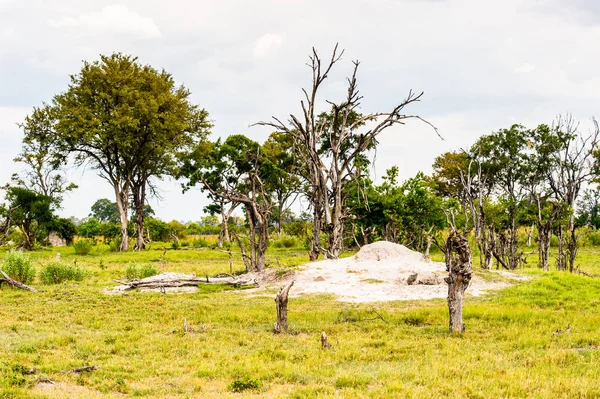 奥卡万戈三角洲景观 奥卡万戈草原 非洲七大自然奇观之一 博茨瓦纳 — 图库照片