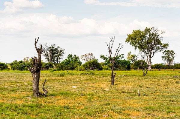 Krajobraz Okavango Delta Okavango Grassland Jeden Siedmiu Cudów Natury Afryki — Zdjęcie stockowe