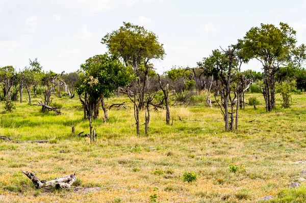 Пейзаж Дельты Окаванго Okavango Grassland Одно Семи Природных Чудес Африки — стоковое фото