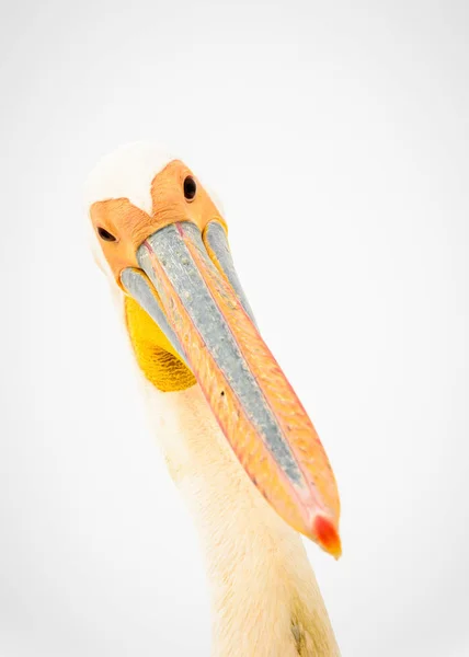 Близький Вид Пелікан Намібії Ліцензійні Стокові Фото