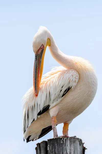 Pelican Vicino Walvis Bay Namibia Immagine Stock