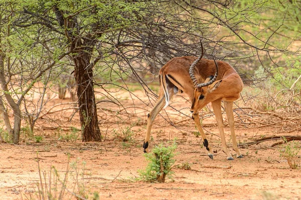 Kilátás Antelope Portré Stock Fotó