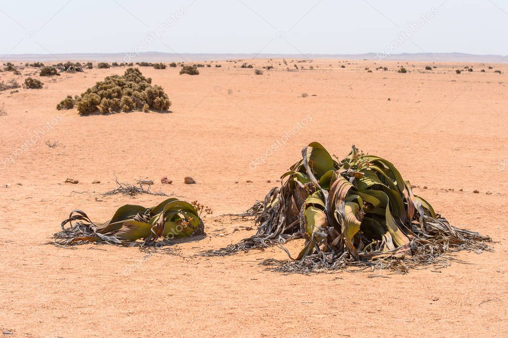 Welwitschia Mirabilis (living fossil), Petrified forest, Namibia